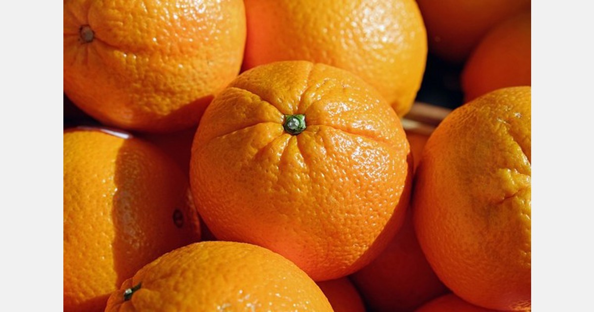 Egypt supplied 93% of the oranges that the EU imported in the first quarter of the year Export