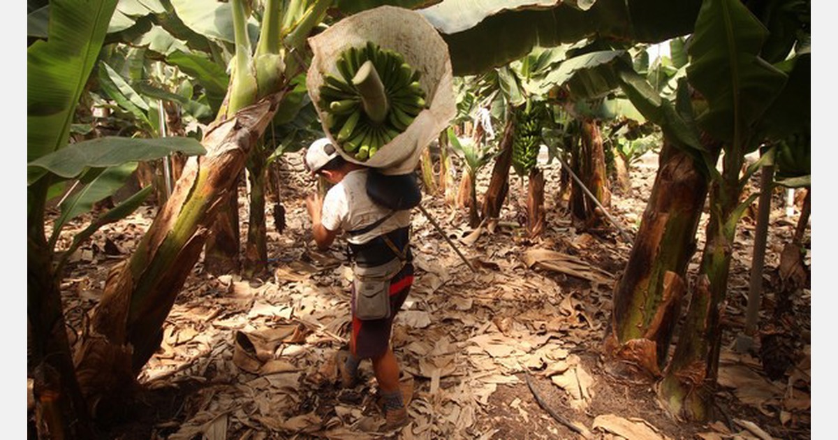 "We imminently expect an improvement in the Canary banana market"