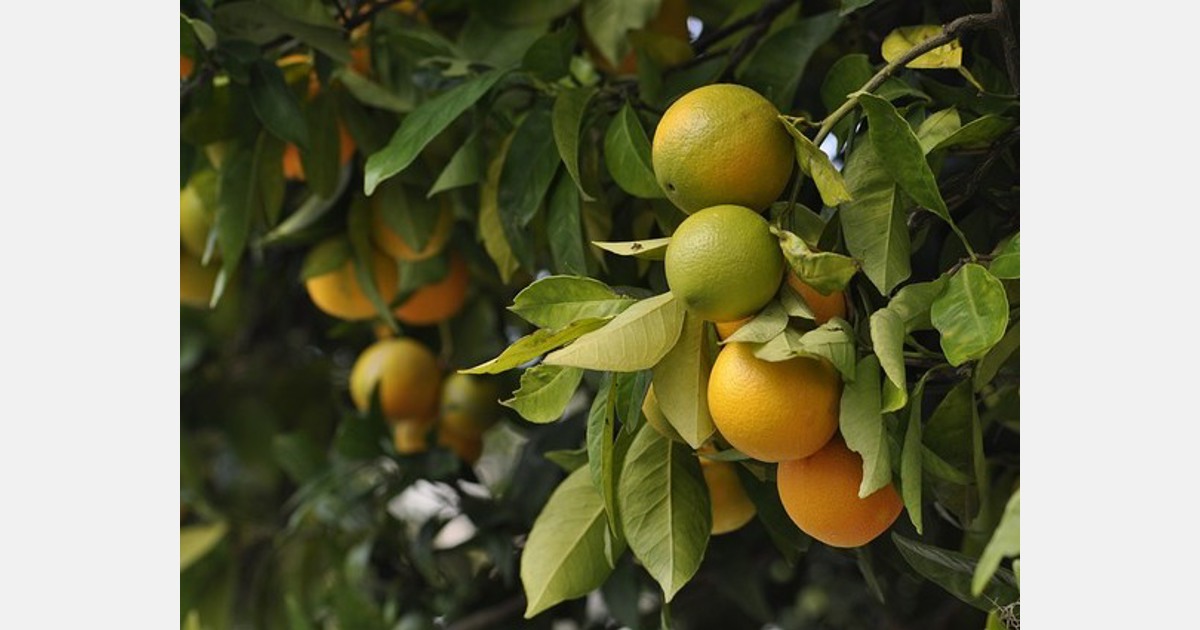 ¿Cuánto crecieron las importaciones de naranjas egipcias en España y la UE la temporada pasada?