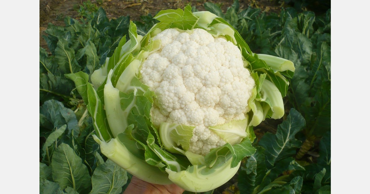 Sakata 'prolongs the season' with four new cauliflower varieties