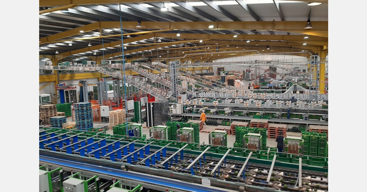 "Thrips are causing yields and availability of top-grade peppers to fall"