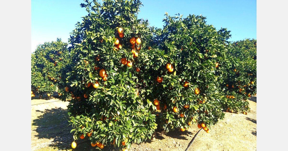 «Los operadores españoles han decidido comprar directamente a Egipto, en lugar de recurrir a reexportadores holandeses»