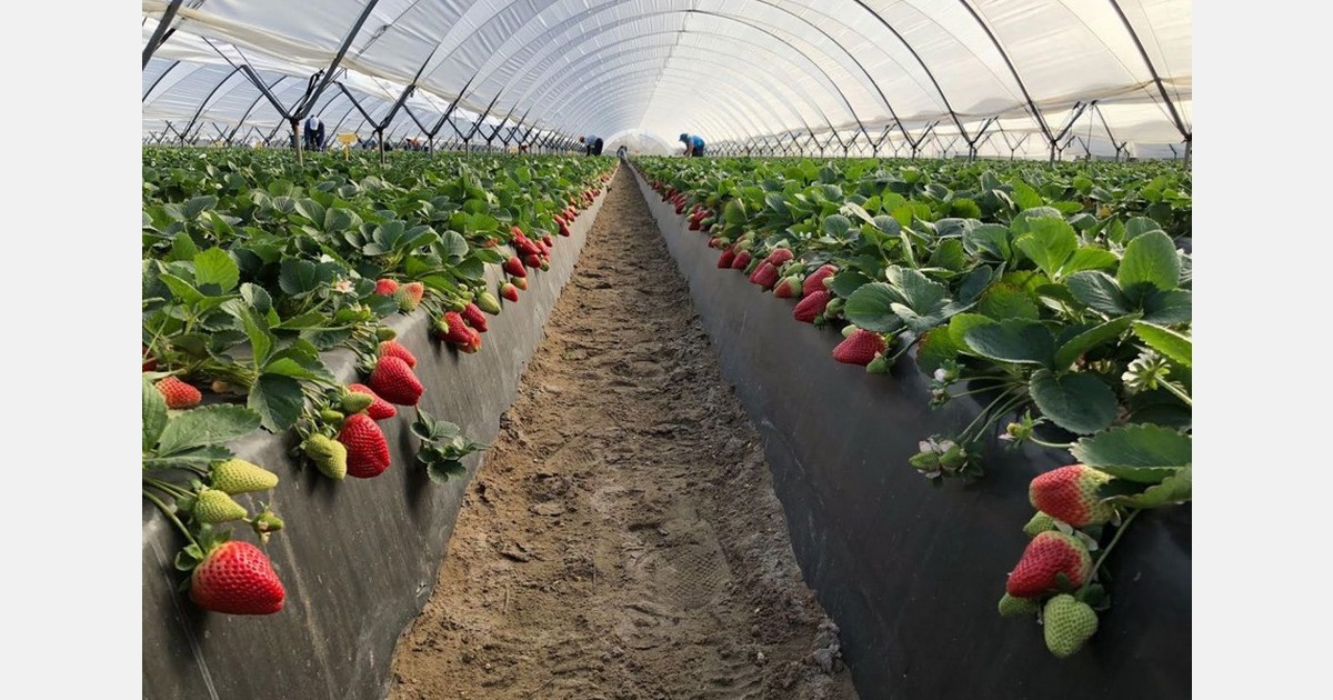 Significant reduction of berry supply in Spain due to bad weather