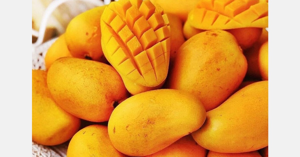 México produjo volumen récord de mangos en 2023