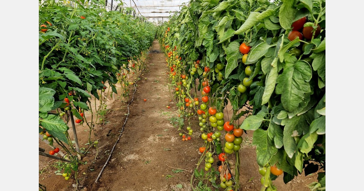 "Fewer Moroccan tomatoes are entering Europe due to production staying in North Africa"