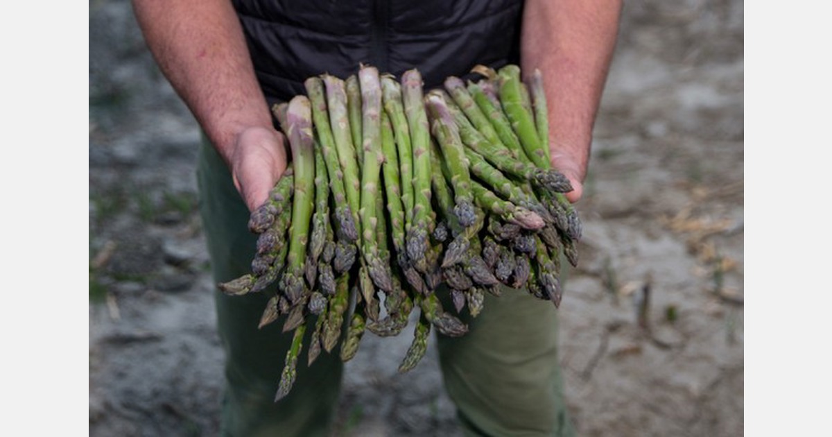 "There has been too much panic about the percentage of asparagus affected in Granada"