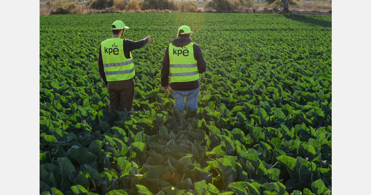 Lower production of Spanish brassicas and cabbage due to rain and uncontrolled pests