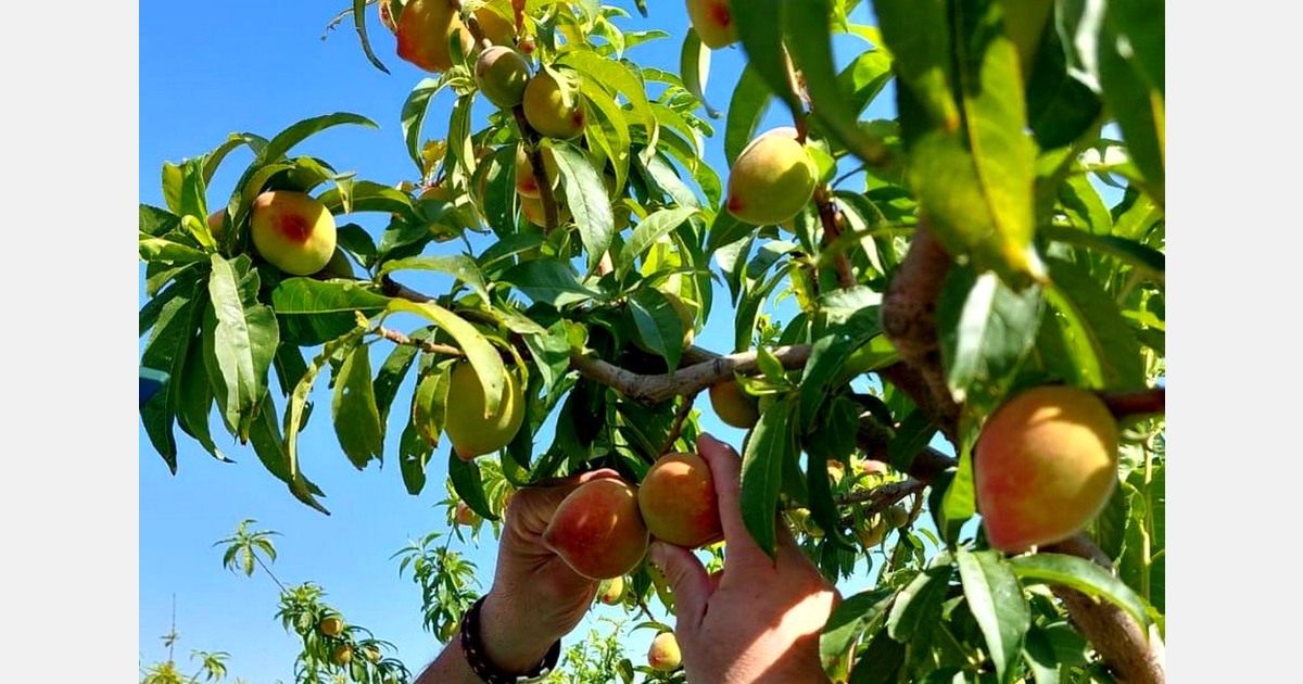 "Supplying tasty organic fruit is the best way to increase organic and biodynamic consumption in Europe"