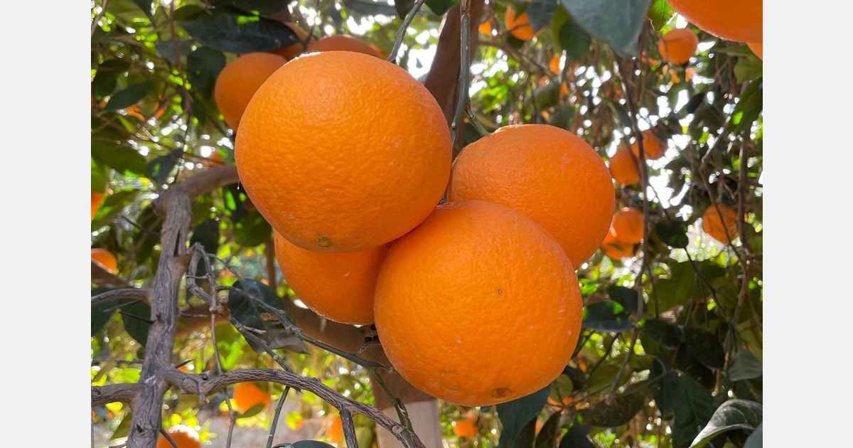 «Las naranjas españolas son muy apreciadas en el mercado europeo. No quieren pagar por ellas».