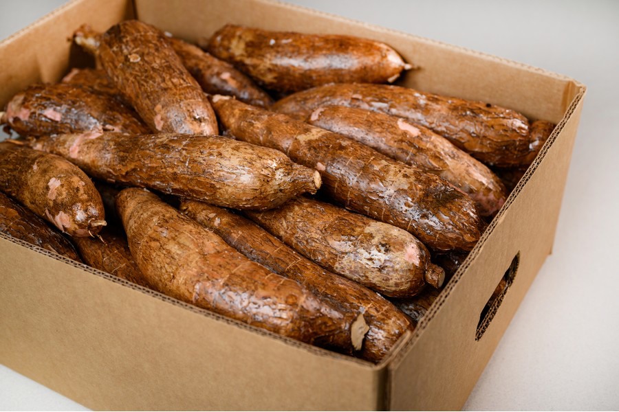 Higher demand for Costa Rican cassava in European market