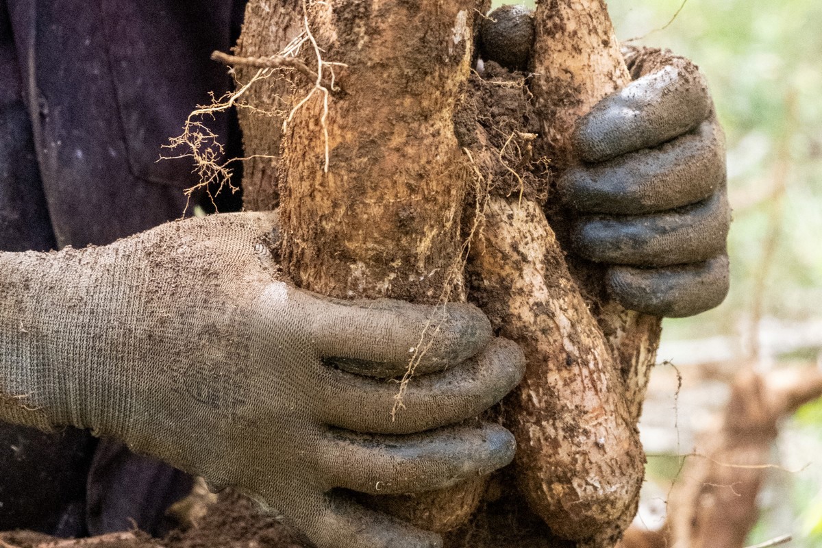 Higher demand for Costa Rican cassava in European market