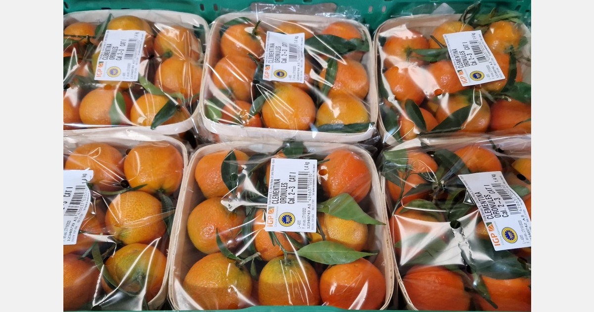 First clementines with the seal of the PGI Cítricos Valencianos hit the