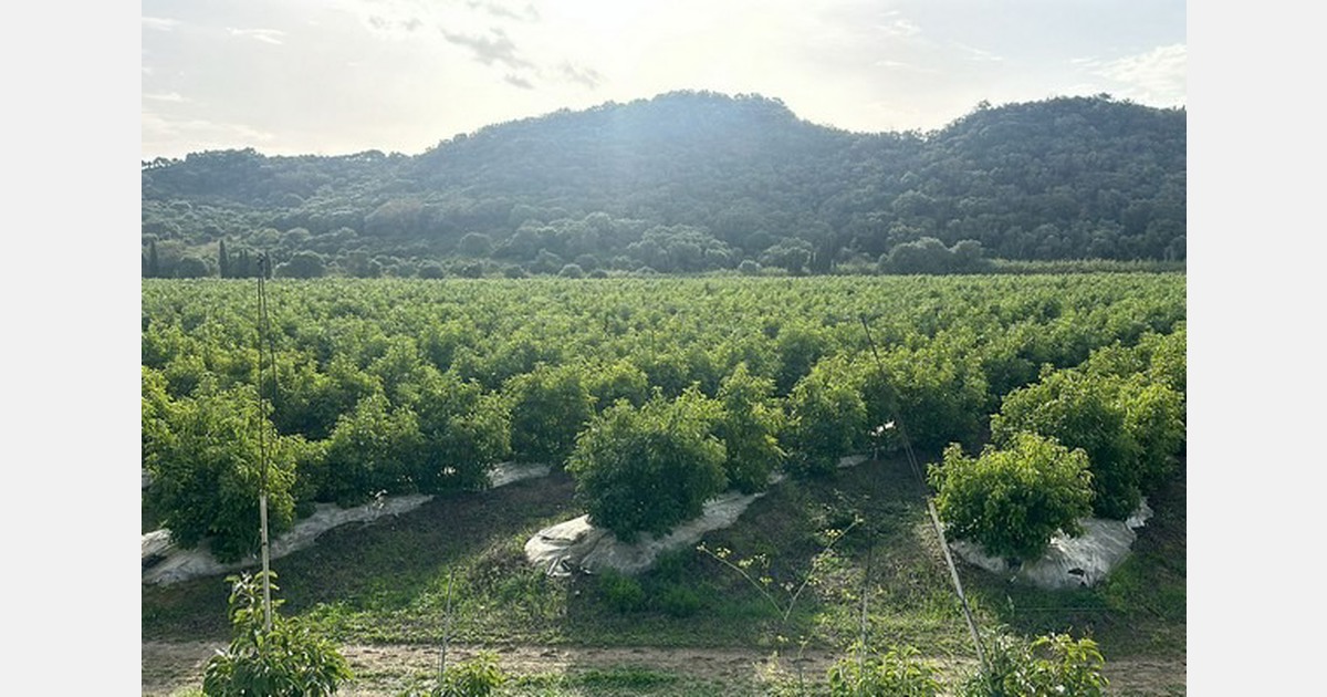 "Demand for avocados is very strong, and prices continue to rise"