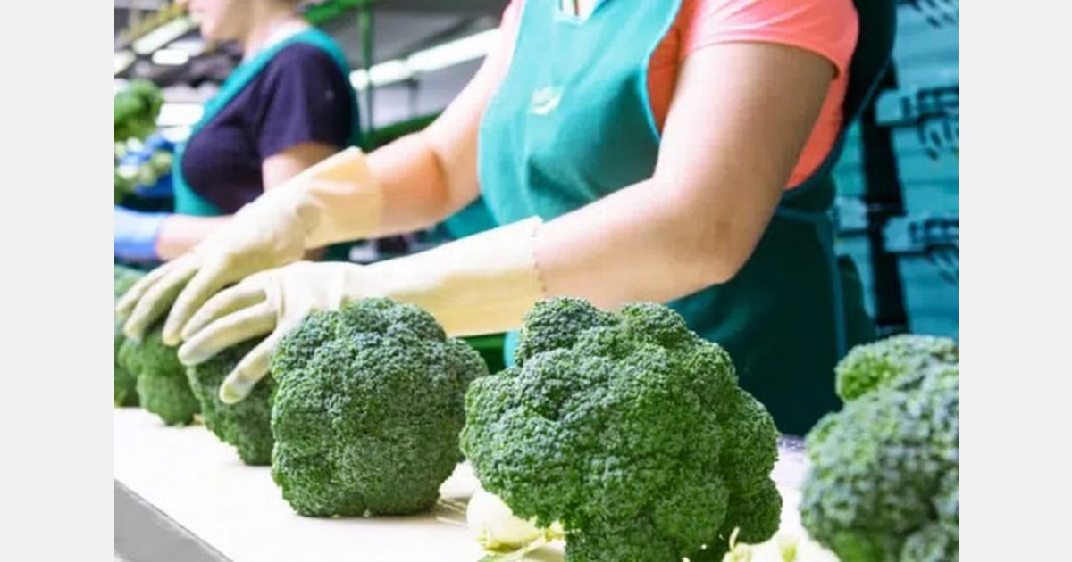 "The broccoli and cauliflower shortage in Spain may last at least a month"