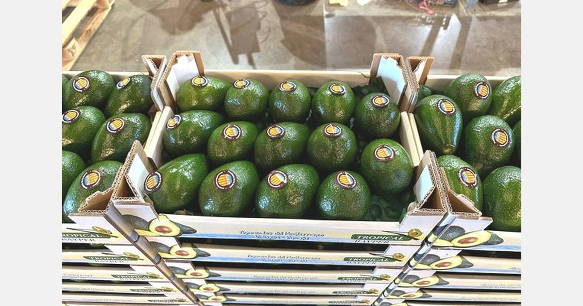 "Demand for avocado is outstripping supply, and prices are still on the rise"