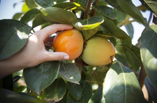 España prevé una buena cosecha de kaki en volumen y con precios ya superiores en campo