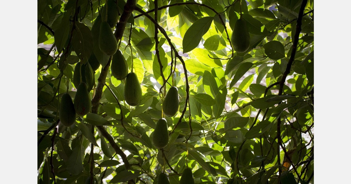 Spain begins the avocado season with a 20% to 30% production growth forecast