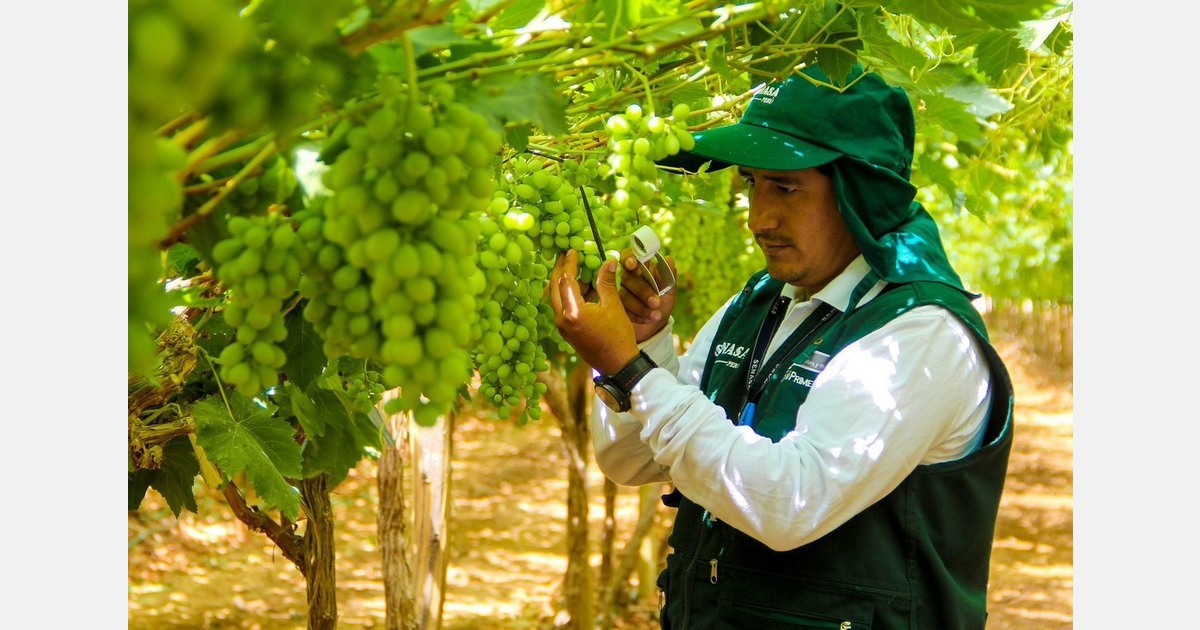 Peru will end the year with 760,000 tons of grape exports
