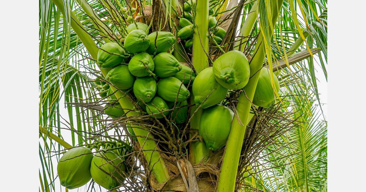 "Coconut water attracts interest in the European market"