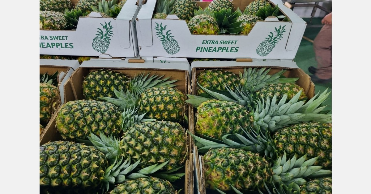 Panama rebounds in the global pineapple market as Costa Rica's supply decreases