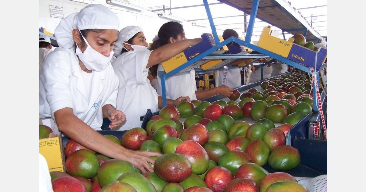 "Peru expects a 15% decrease in mango production in this new season"