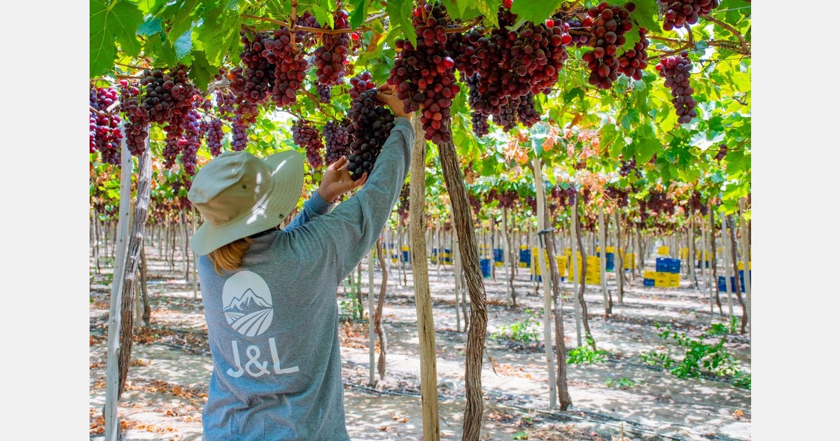 "Although many grape producers in Peru have given up on the Red Globe, we remain committed to it"