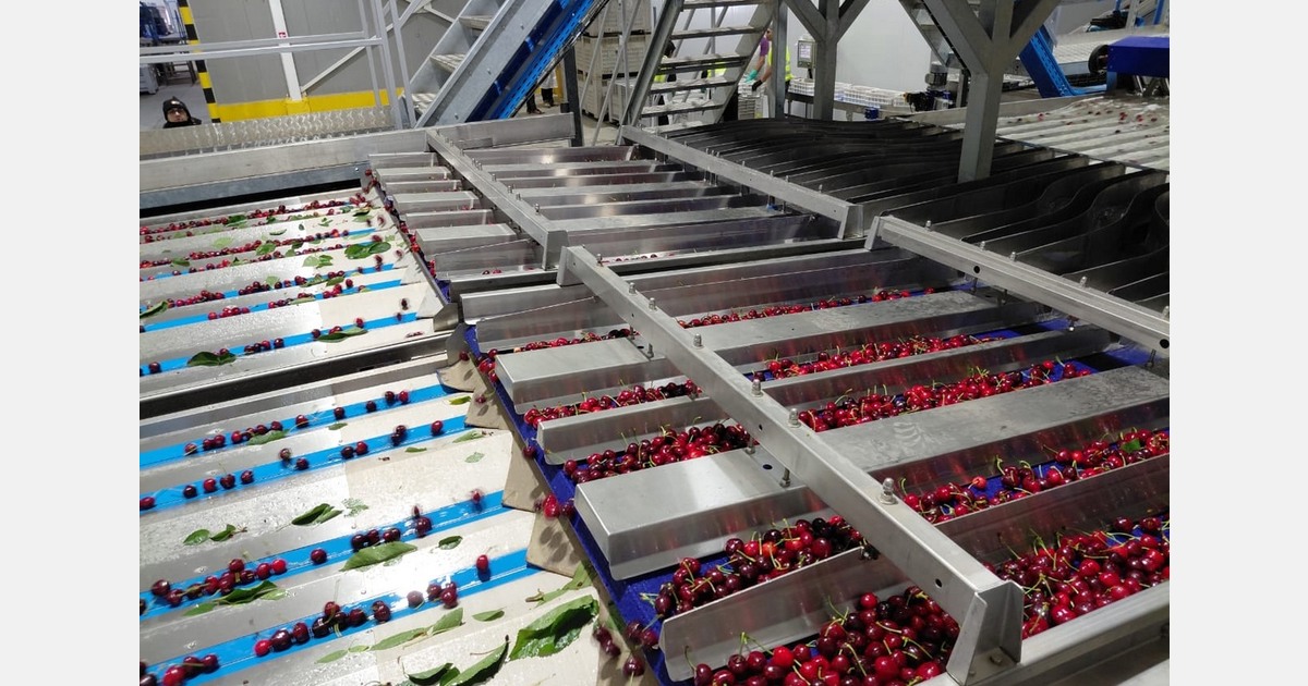 "Delivering good calibers is taking care of the reputation of Chilean cherries"