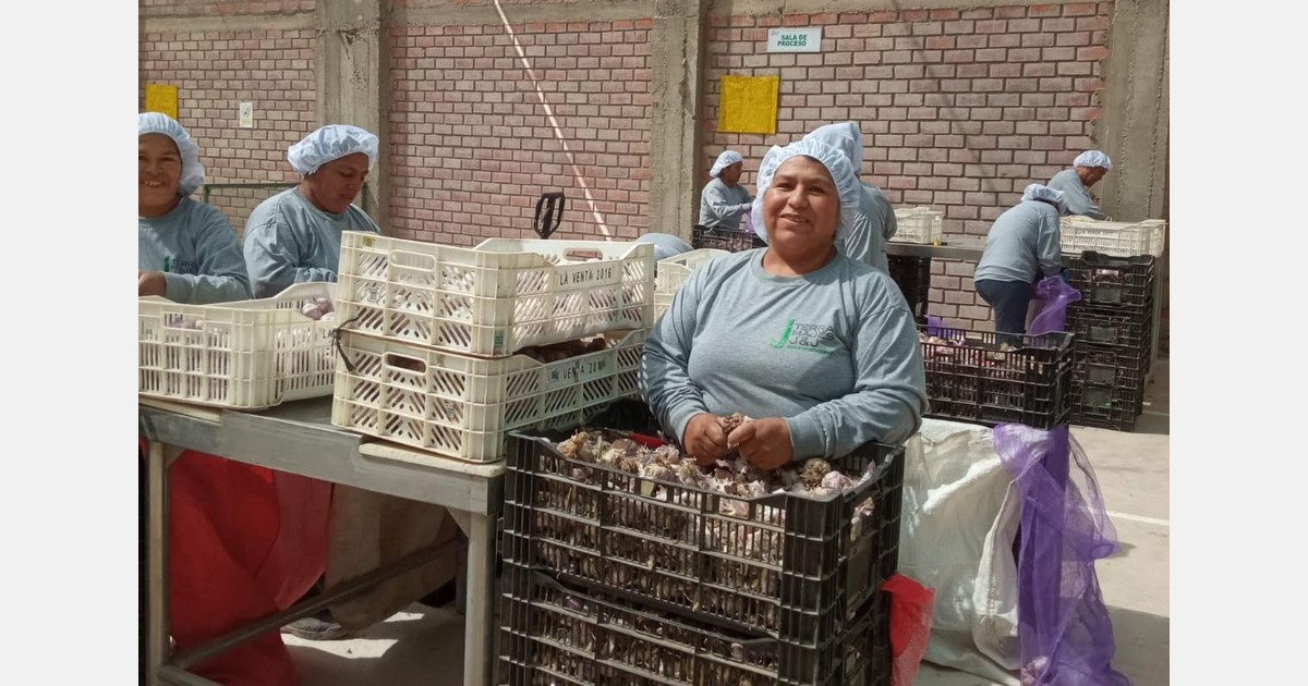 "Chinese garlic predominates, Napurí variety appreciated for stronger aroma, better shelf life, and larger cloves"