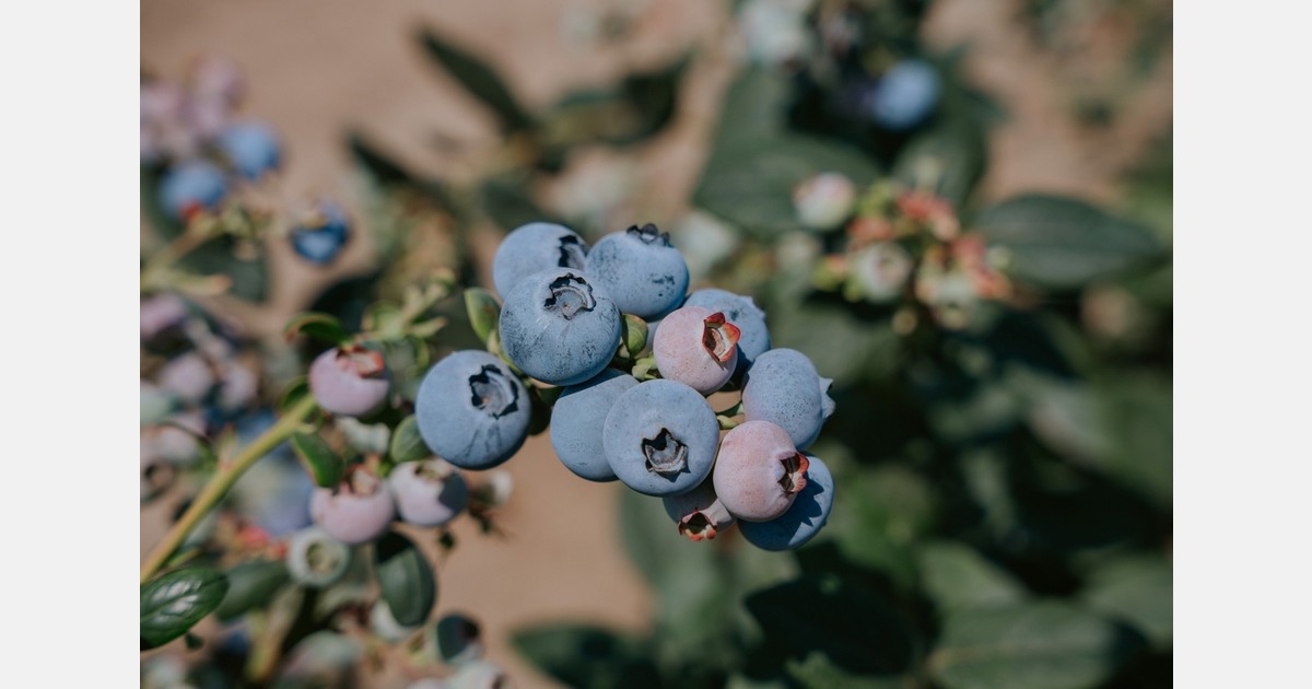 Peru is ending a strong blueberry season and facing a challenging start to the grape season