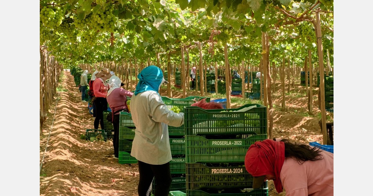 Peru's grape season faces slower markets and stable prices