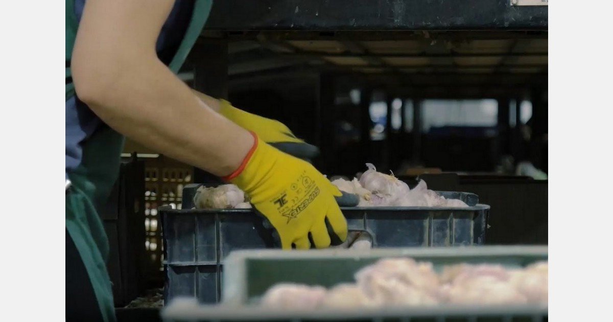 "Spanish garlic is losing share in Europe to imports from third countries"