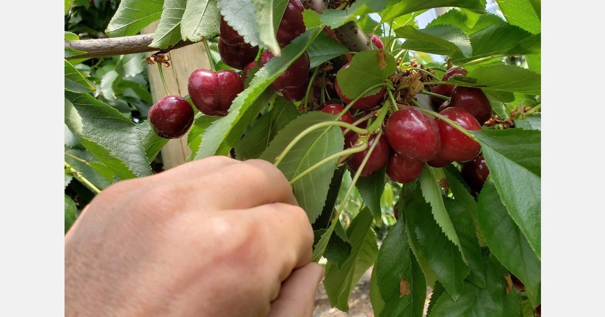 Chile expects fewer cherries but better sizes this season