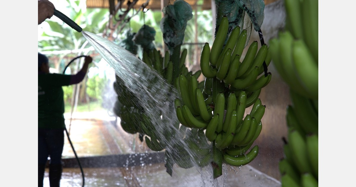 Ecuadorian banana exports slightly rebounded in October