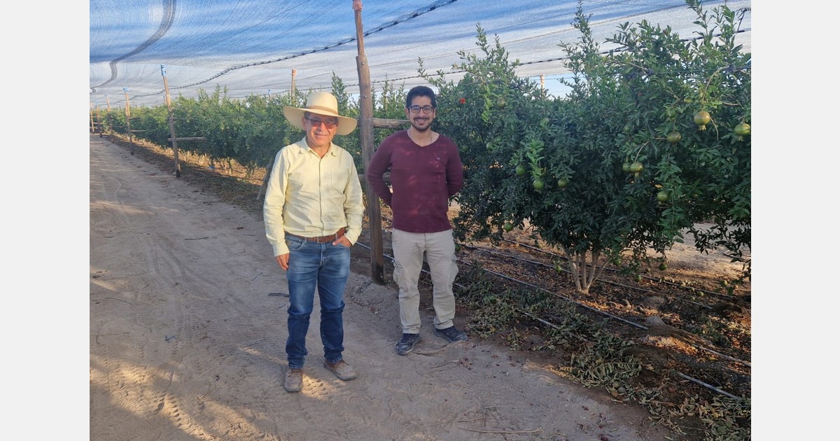 Competitive advantage of Arequipa's pomegranates in the European market