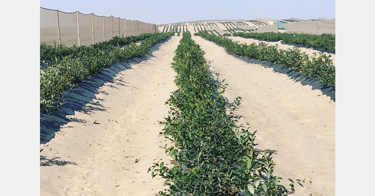 The Ica region has no unemployment thanks to blueberries and other crops