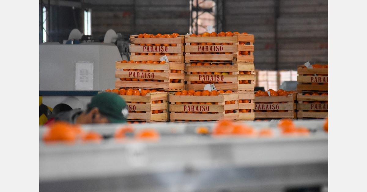 "Argentine mandarins faced estimated losses of 40-50%"