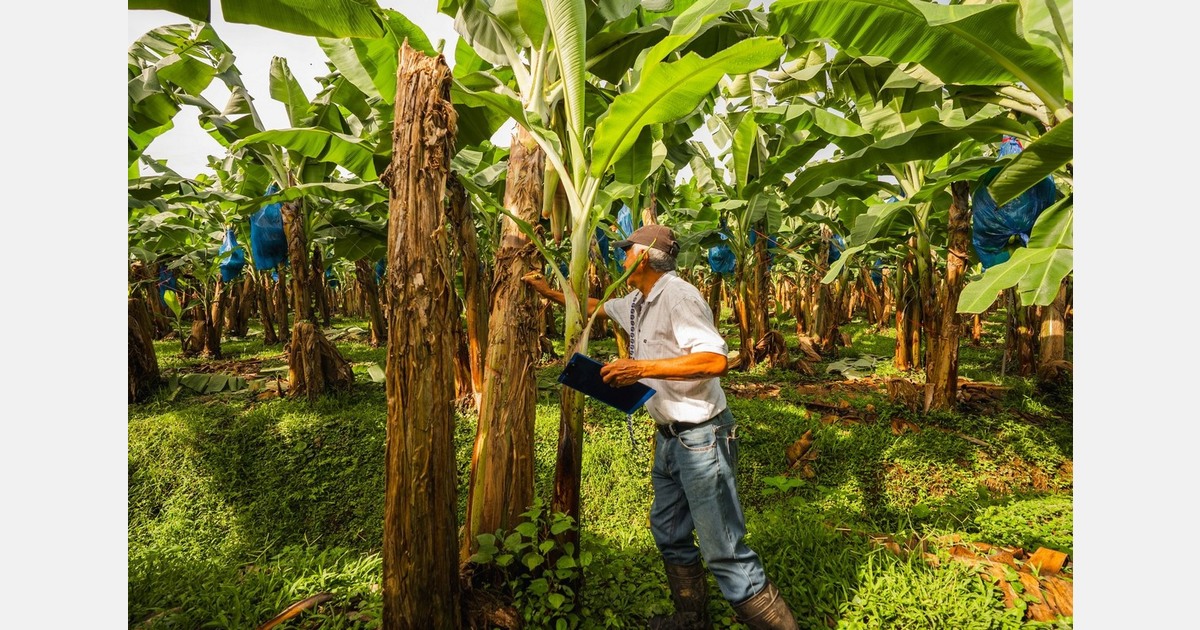 Costa Rican banana production is expected to decrease by 10-15% compared to last year
