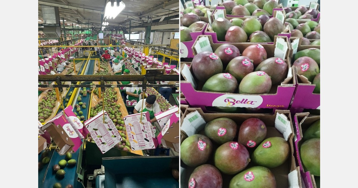 Mango volumes in Ecuador will be "about 15 percent lower".