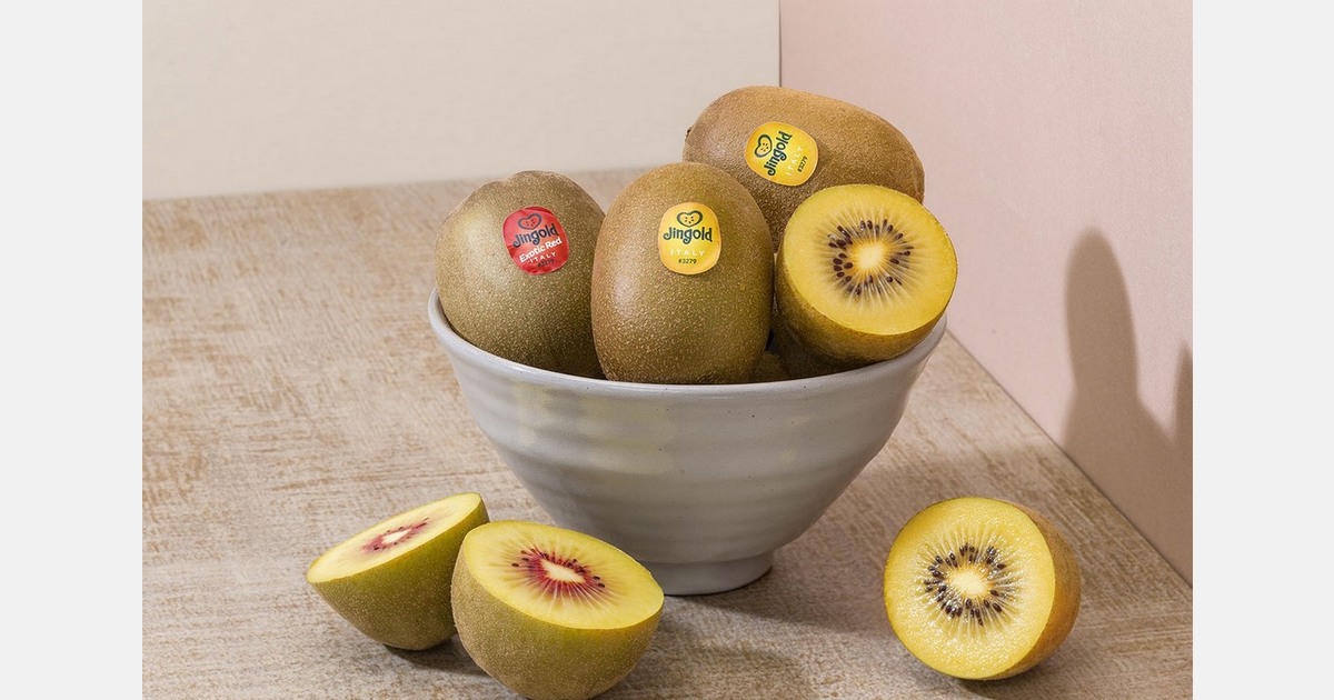 Jingold starts marketing the first 200 tons of Spanish-origin yellow-flesh Jintao kiwis