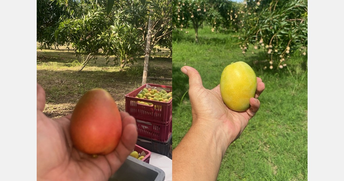 "European consumers respond positively to the baby mango's distinctive taste and aroma"