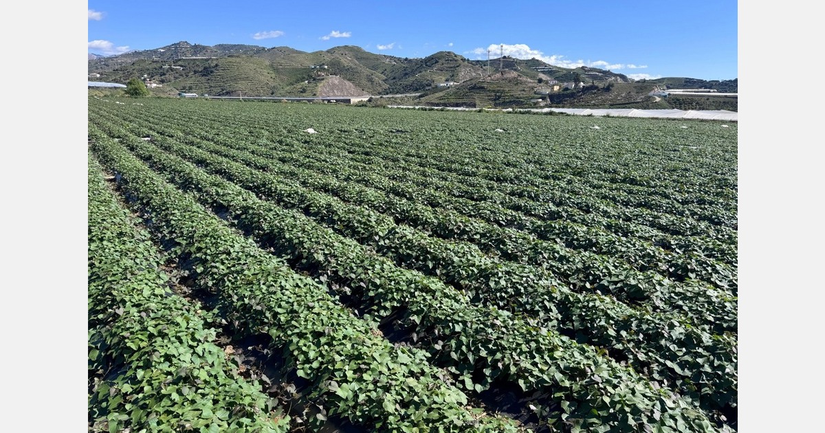 "Sweet potato cultivation has been experiencing a boom for a few years now"