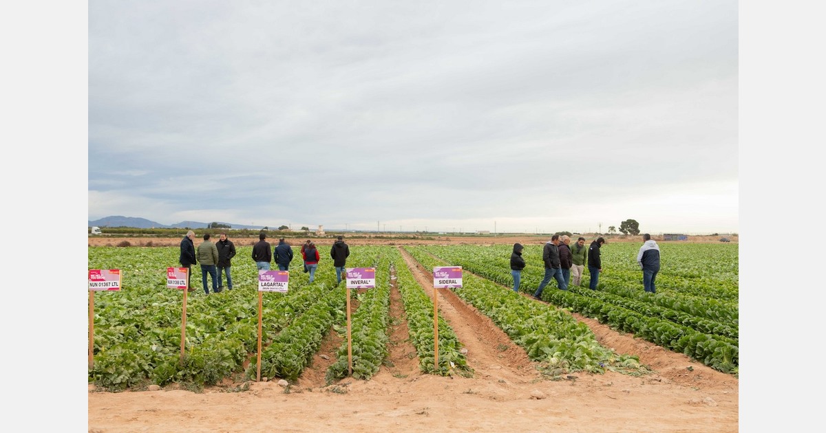 BASF Nunhems presents in Murcia its new iceberg and romaine lettuce products