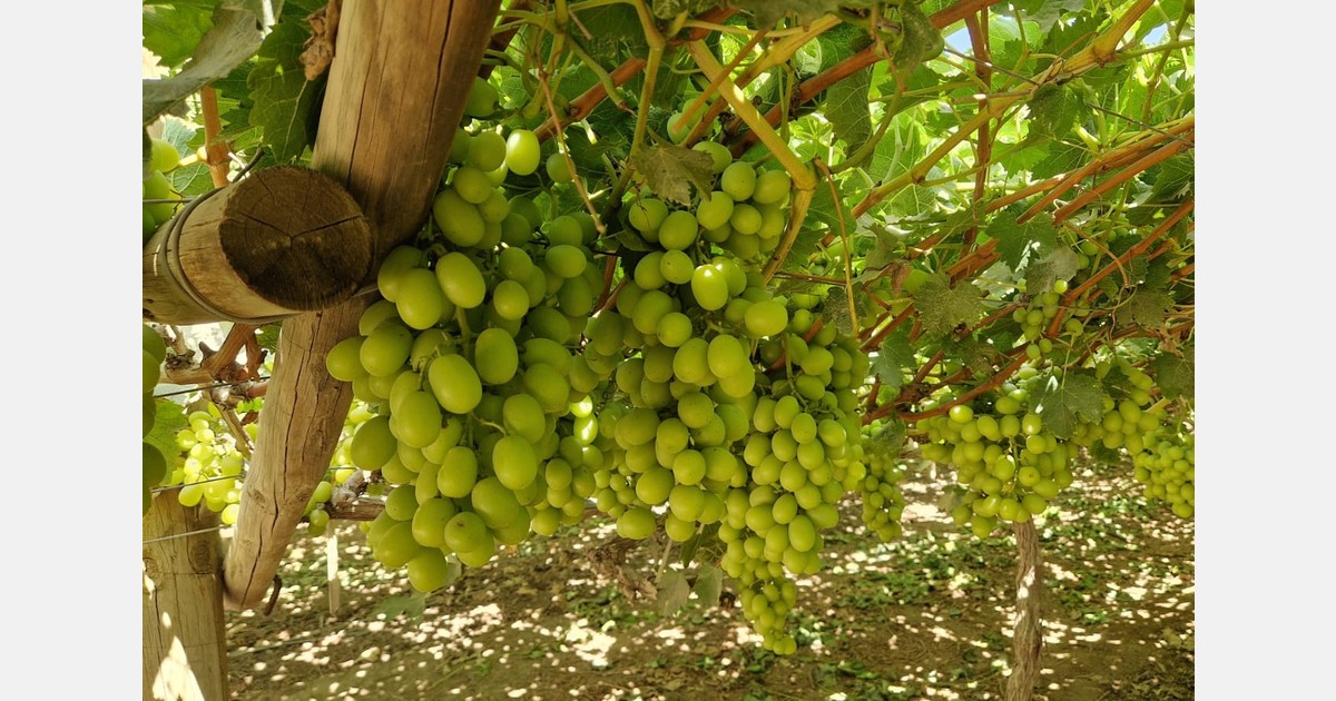 "Using water from different sources allows Ica's acreage to be maintained without sustainability being compromised"