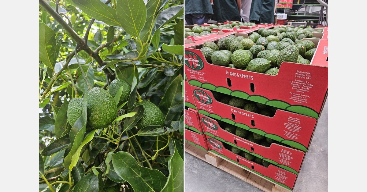 Colombia starts its avocado season with delays in dry matter content