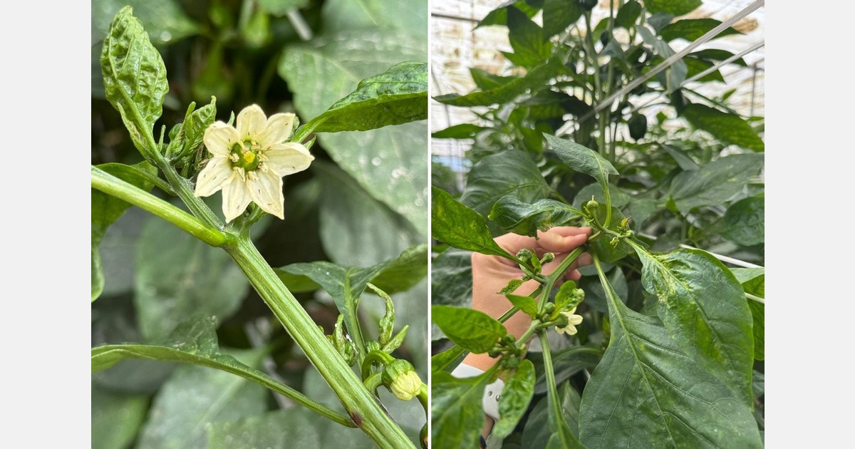 Financial aid of up to 20,000 euros per hectare to fight "T. parvispinus" in peppers