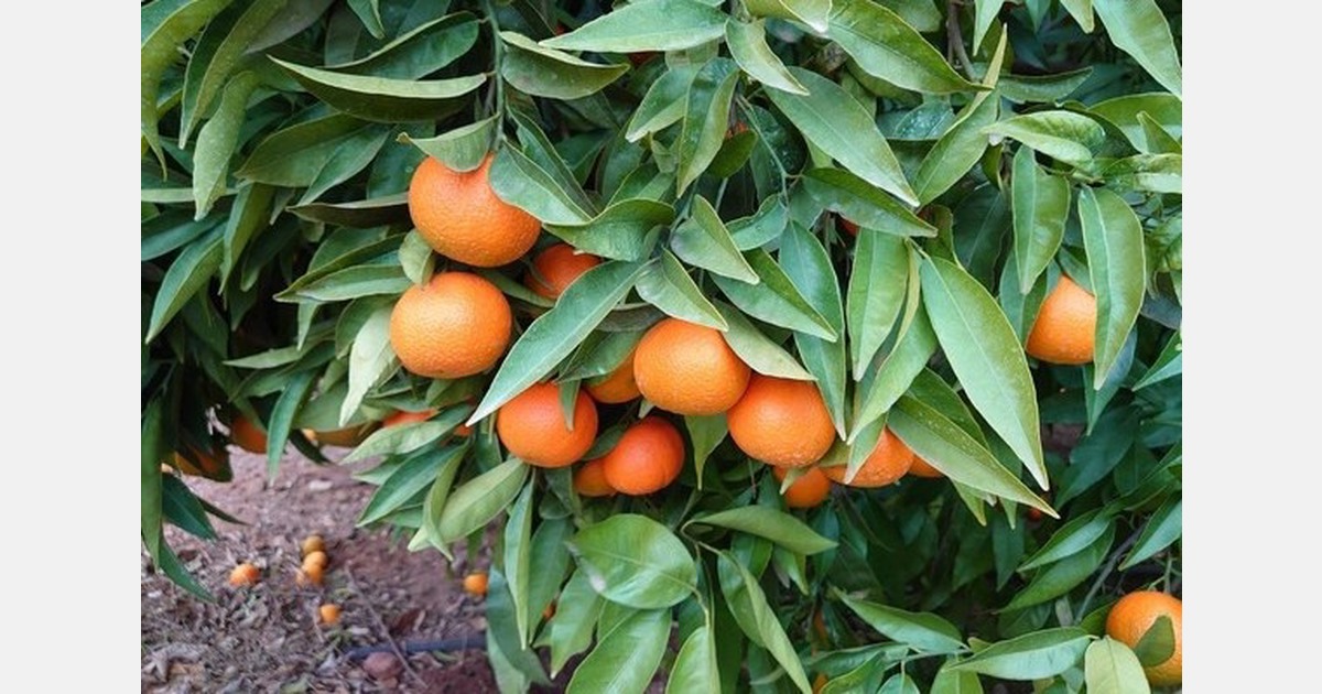 "Good Sando clementine season on the cards, despite hail damage"