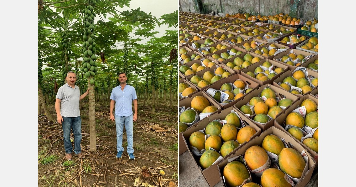 Ecuadorian papaya production was nearly wiped out by the Papaya ringspot virus