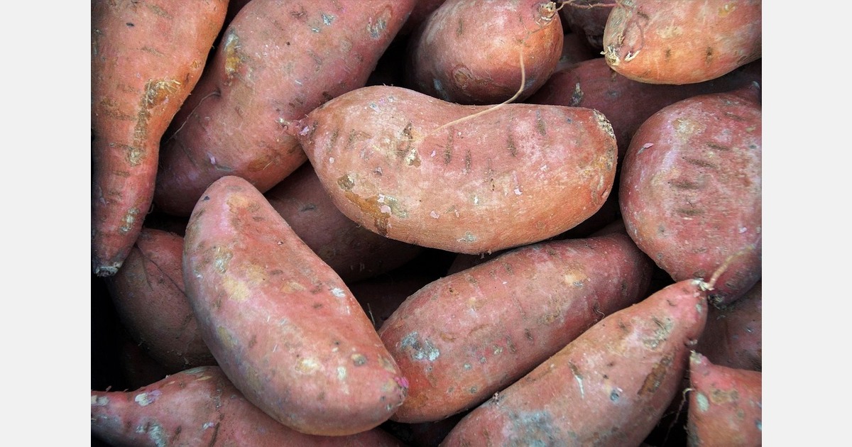 Fresh sweet potato consumption in Spain has increased from 4 to 6 kg per person annually