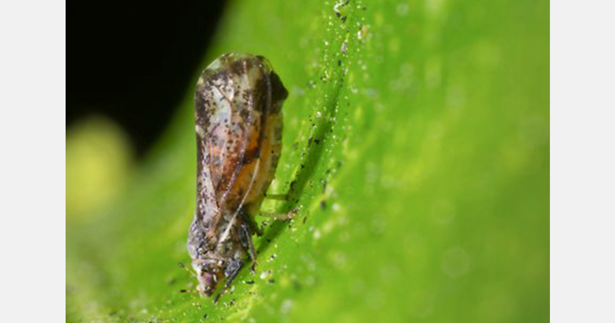 The EU allocates just €8 million annually for detecting and fighting priority pests