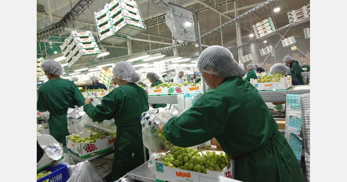 25 years of producing and exporting avocados, table grapes, pomegranates, and mandarins in southern Peru